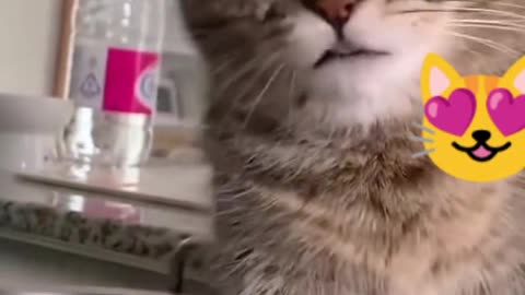 Cute Cat Funny Paying 🥰🤗 #cute #cat #cutecat #viral #trending #like