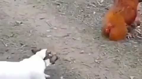 Dog vs hen