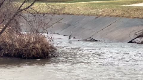 Great Blue Heron fishing the Humber river in January