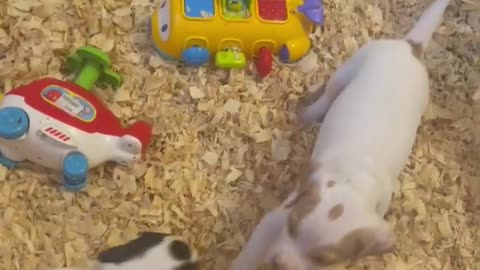 4 week old Pointer Puppy Playtime