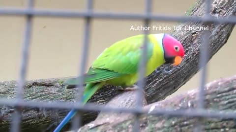 #The Plum-Headed Parakeet Voice