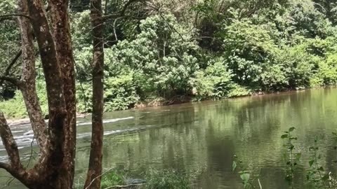 River stream in achankovil Kerala