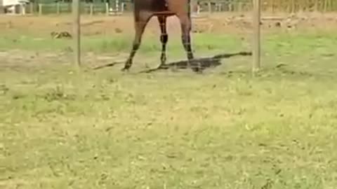 Horse Is Itchy Happy Good Vibes