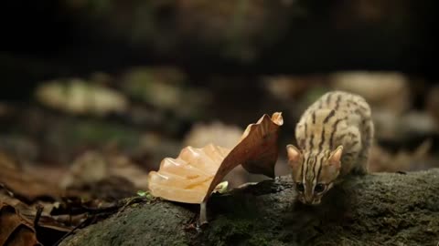 World's smallest cat at jungle.