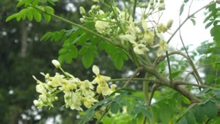 Moringa ( Moringa oleifera ) serve para reduz a pressão arterial elevada