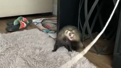 High energy adorable ferret doesn't want to lose the toy. So funny!
