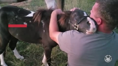 Rescued Mini Horse Hugs The Man Who Saved Him From Slaughter.