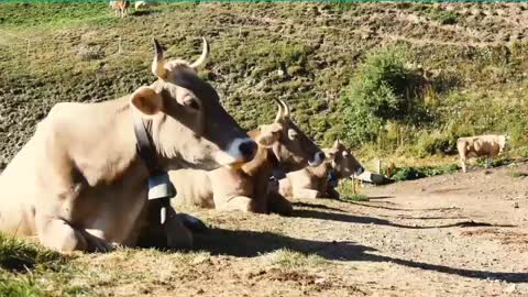 Cow 🐄 video | Cartoon animals 😇 | #animals | #shorts