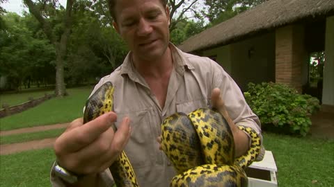 Eye to eye with a yellow anaconda | Deadly 60 | Series 2 | BBC