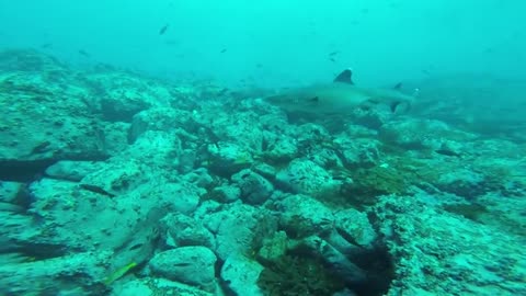 ¡Valiente buzo se sumerge con Tiburones Ballena, Cabeza de Martillo, Manta Rayas y más!