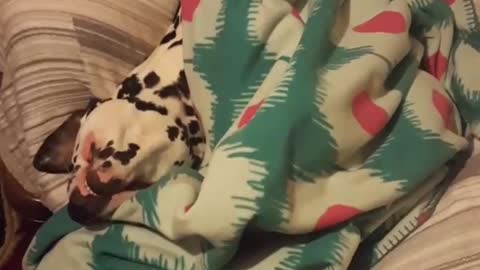 Dalmation lays upside down in bed with green blanket