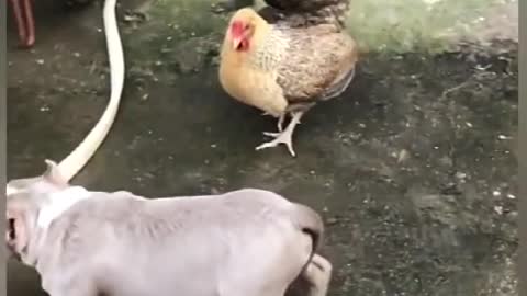 Chicken Dog love Fight Funny Dog Fight Videos