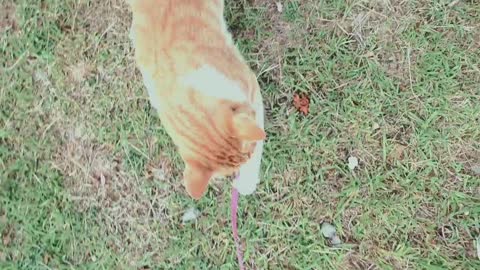 While walking down the street, I played with the cat I encountered