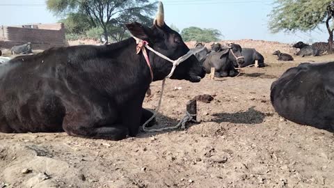 Chewing The Cud Buffalo Video | Chewing The Cud Animals By Kingdom Of Awais