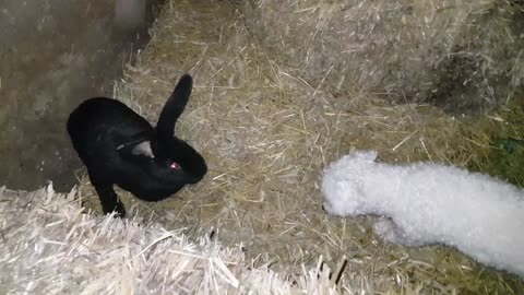 Adorable - small dog and Rabbit, first meet