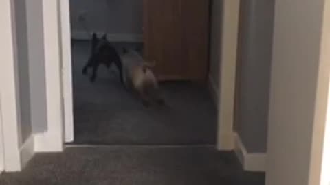 Hilarious dogs play a game of chase