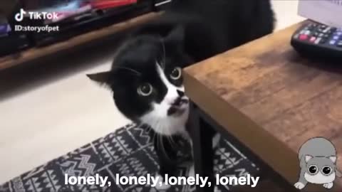 Video Cats Talking - these cats can speak english better than man!!!