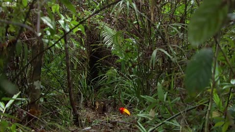 Exotic Dance of The Bowerbird's