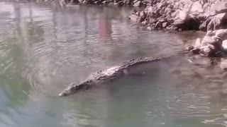 Crocodile Visits Tourists in the Marina (Puerto Vallarta, Mexico)