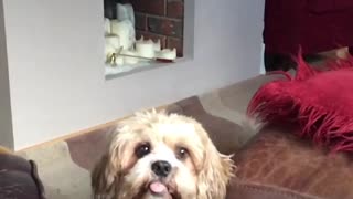 Small dog catches treat thrown at him