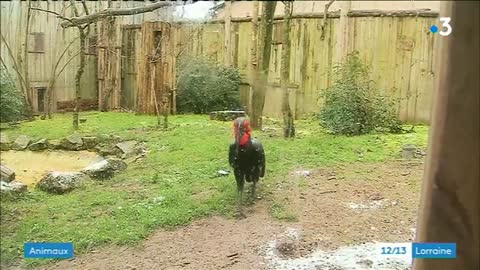 Le zoo d'Amnéville, un centre d'accueil pour les oiseaux protégé