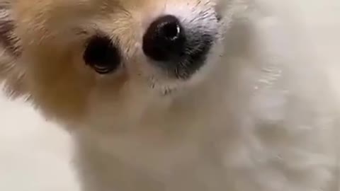 Baby dog reaction