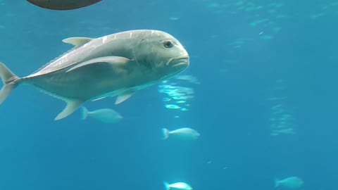 Sea animals eilat israel