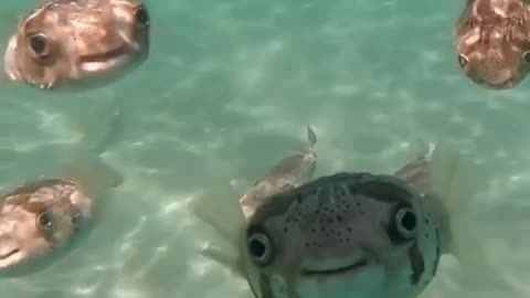 Do they look cute or creepy? Fishes smiling