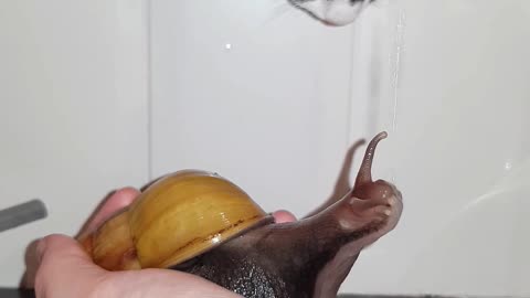 Unlikely Friends Snail and Kitten Enjoy Water Together!