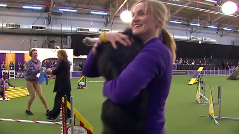 Best of the Agility competition from the 2020 Westminster Kennel Club Dog show