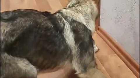 See how this dog react to that cat