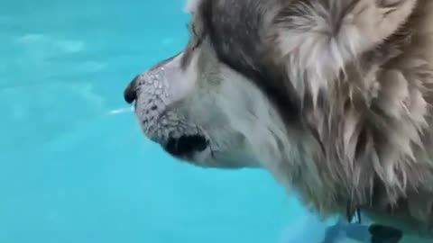 The dog that likes to bathe