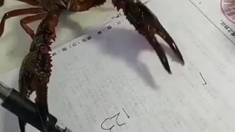 This CRAB is Writing Numbers