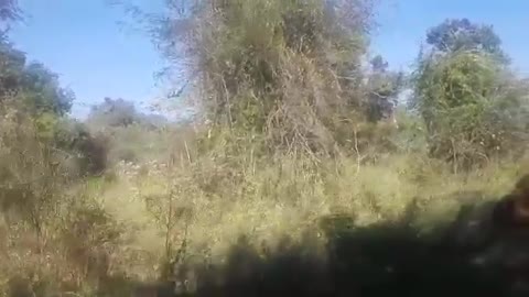 Elephant attack in Kerala parambikulam [SiGator]