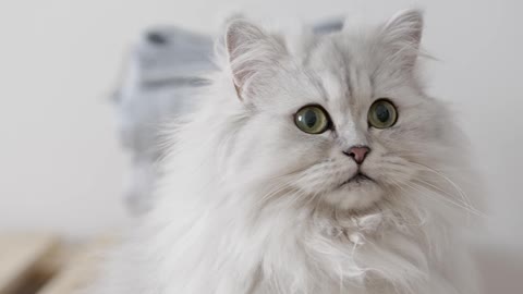 White fluffy cat