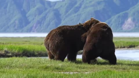 Photographer,captures inten video chat animals thi bale