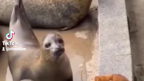 Cat slaps seals in face