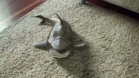 Tiburón bebé más lindo.