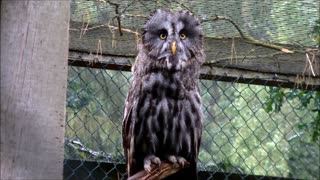 Old Gray Owl Waiting Owners Arrival