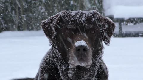 Funny Cute Labrador Dog Puppy Pet in the Snow
