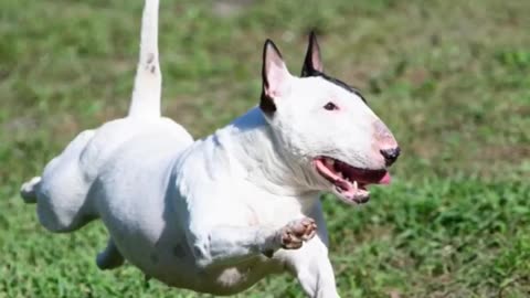 The Goofiest Looking Dog In The World!