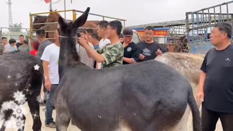 street selling donkeys