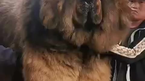 Biggest dog in the world Tibetan mastiff dogs
