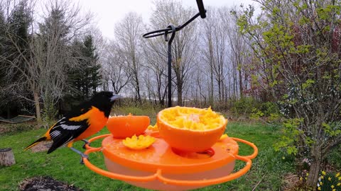 Oriole shows rose_breasted grosbeak she's the boss of the bird feeder