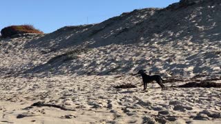 Black dog chases birds on a beach