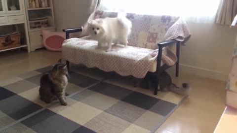 what happens when a dog meets two cats?