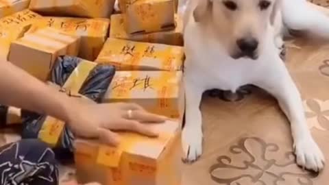 Helping Doggo