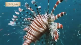 Amazing Sea lifes 😍😍