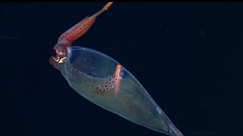 Deep sea creature with a long orange horn | Amazing Ocean Discoveries