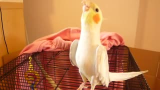 Charming -Cockatiel sings mickey mouse march##/